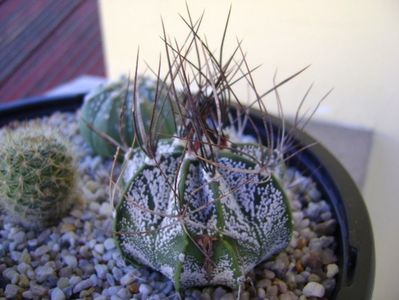 Astrophytum capricorne