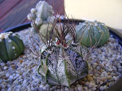 Astrophytum capricorne