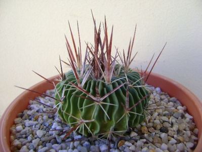 Echinofossulocactus multicostatus; replantat
