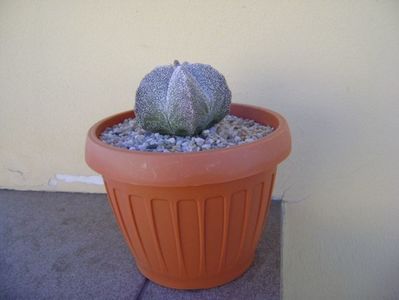 Astrophytum coahuilense