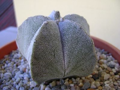 Astrophytum coahuilense; replantat
