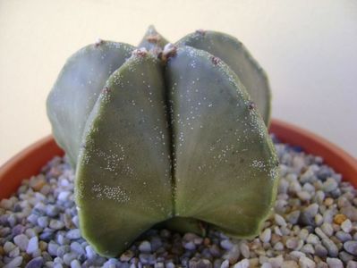 Astrophytum myriostigma v. nudum