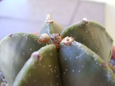 Astrophytum myriostigma v. nudum; replantat
