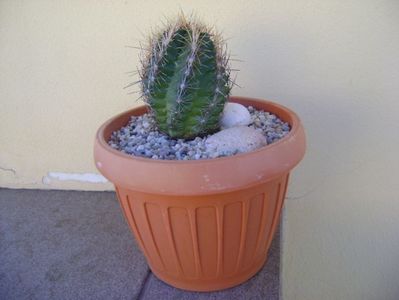 Thelocactus bicolor ssp. pottsii; replantat
