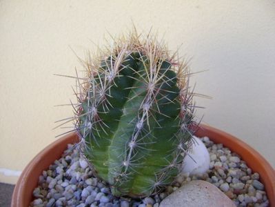 Thelocactus bicolor ssp. pottsii; replantat
