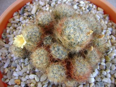 Mammillaria prolifera ssp. texana