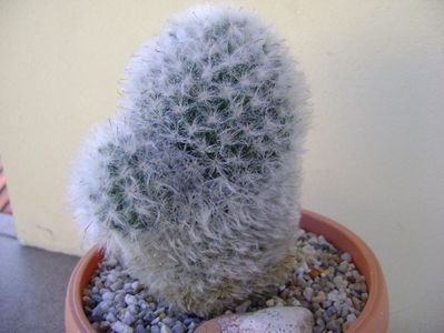 Mammillaria bocasana multilanata; replantata
