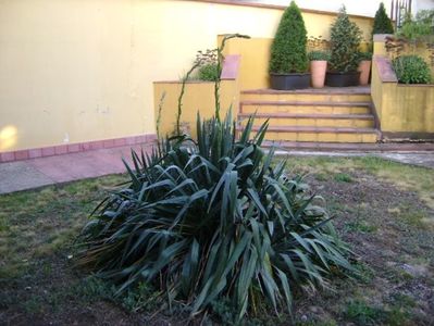 Yucca de gradina, tije florale
