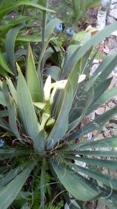 Yucca Filamentosa; Primul an de infloirire - anul 4 de viata
