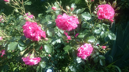 Rosarium Uetersen