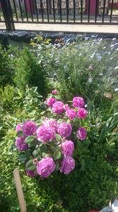 Parfum Flower Circus