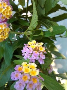 Lantana lila-flori