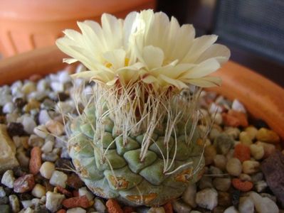 Strombocactus disciformis