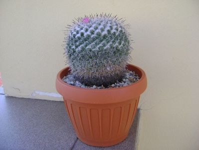 Mammillaria formosa ssp. chionocephala