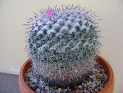 Mammillaria formosa ssp. chionocephala