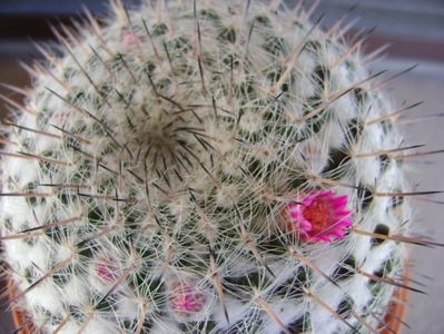 Mammillaria formosa ssp. chionocephala