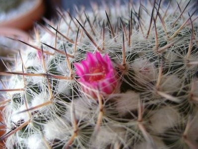 Mammillaria formosa ssp. chionocephala