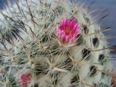 Mammillaria formosa ssp. chionocephala