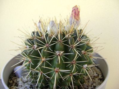 Notocactus mammulosus (Parodia mammulosa)