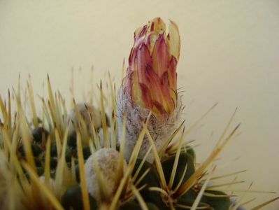 Notocactus mammulosus (Parodia mammulosa)