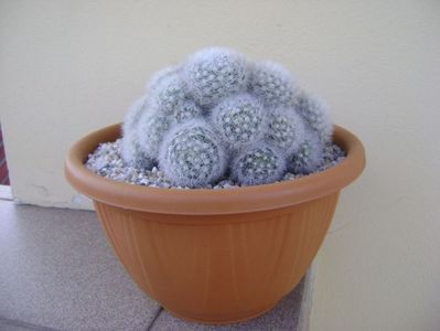 Mammillaria laui f. dasyacantha; replantata
