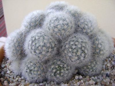 Mammillaria laui f. dasyacantha; replantata
