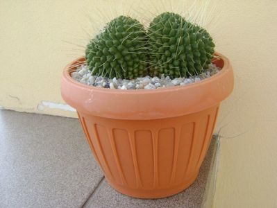 Mammillaria spinosissima cv. Un Pico; replantata
