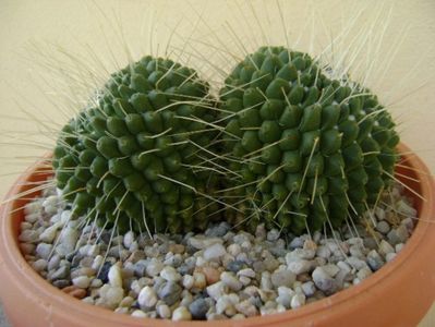 Mammillaria spinosissima cv. Un Pico; replantata
