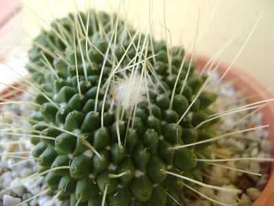 Mammillaria spinosissima cv. Un Pico; replantata
