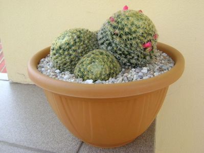 Mammillaria schiedeana; replantata
