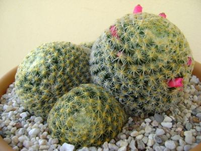 Mammillaria schiedeana; replantata
