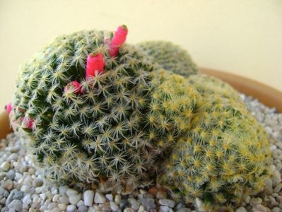 Mammillaria schiedeana; replantata
