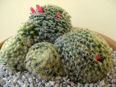 Mammillaria schiedeana; replantata
