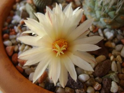 Strombocactus disciformis ssp jarmillae, Vizzaron, Mx