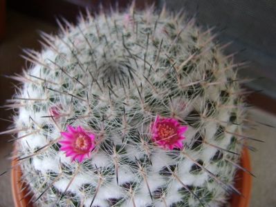 Mammillaria formosa ssp. chionocephala