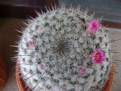 Mammillaria formosa ssp. chionocephala