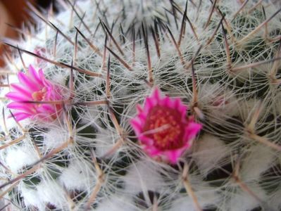 Mammillaria formosa ssp. chionocephala