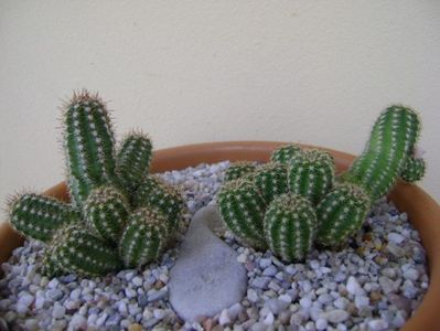 Chamaecereus sylvestris hb. & Chamaelobivia hb.; replantate
