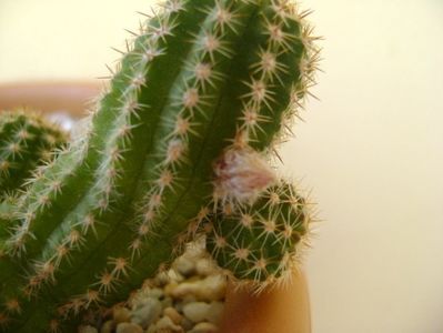 Chamaecereus sylvestris hb. & Chamaelobivia hb.; replantate
