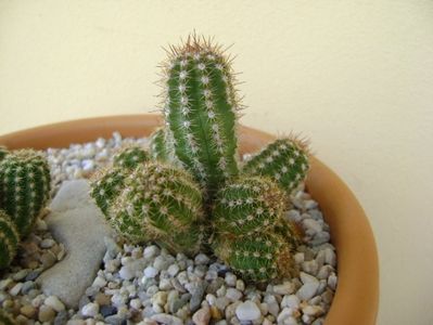 Chamaecereus sylvestris hb. & Chamaelobivia hb.; replantate
