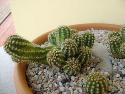 Chamaecereus sylvestris hb. & Chamaelobivia hb.; replantate
