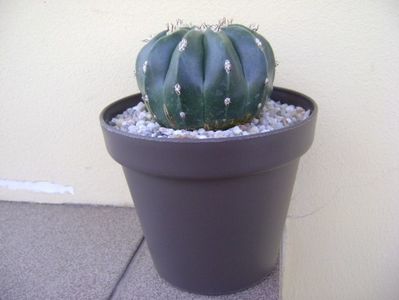 Melocactus maxonii