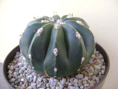 Melocactus maxonii