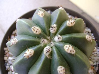 Melocactus maxonii