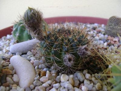 Lobivia arachnacantha v. densiseta (Echinopsis ancistrophora ssp. arachnacantha)