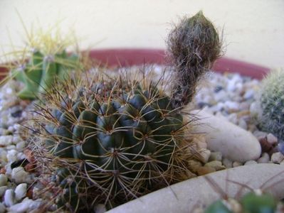 Lobivia arachnacantha v. densiseta (Echinopsis ancistrophora ssp. arachnacantha)