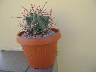 Ferocactus emoryi; replantat
