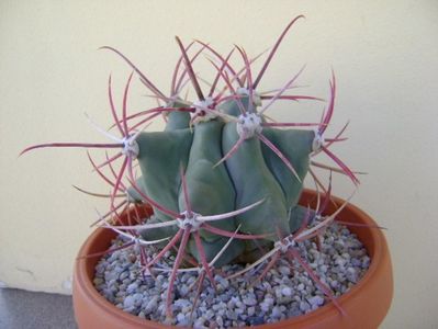 Ferocactus emoryi; replantat
