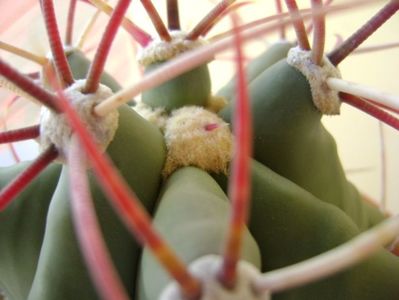 Ferocactus emoryi; replantat
