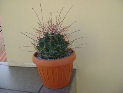 Hamatocactus (Ferocactus) hamatacanthus; replantat
